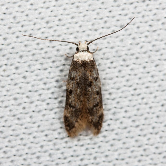 Peppered Moth Biston betularia