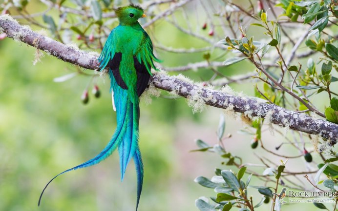 Кубинский изумрудный Колибри