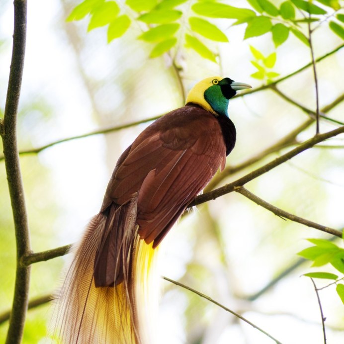 Изумрудный лес попугай