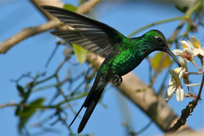 Изумрудный скворец