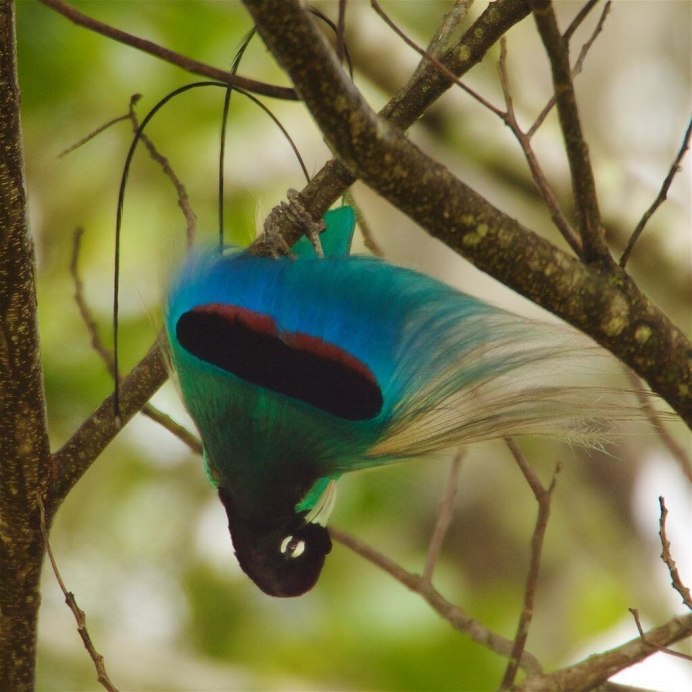 Chlorostilbon lucidus