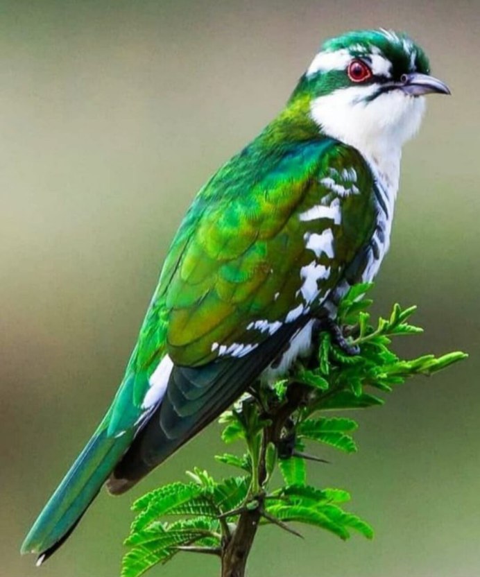 Гондурасский изумруд