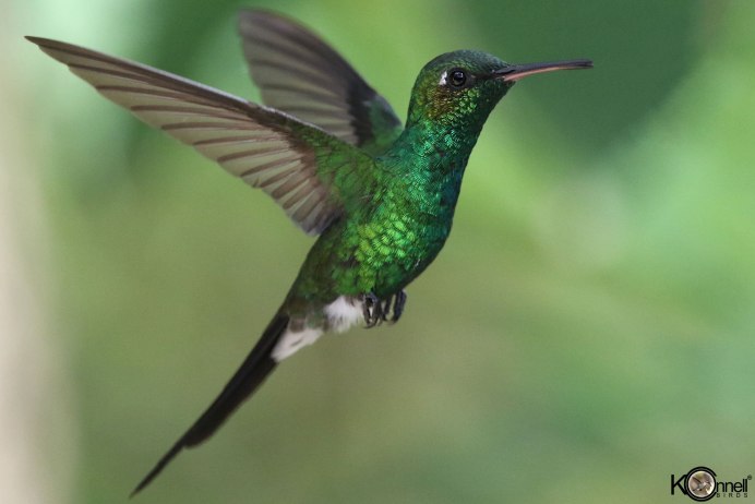 Квезаль птица