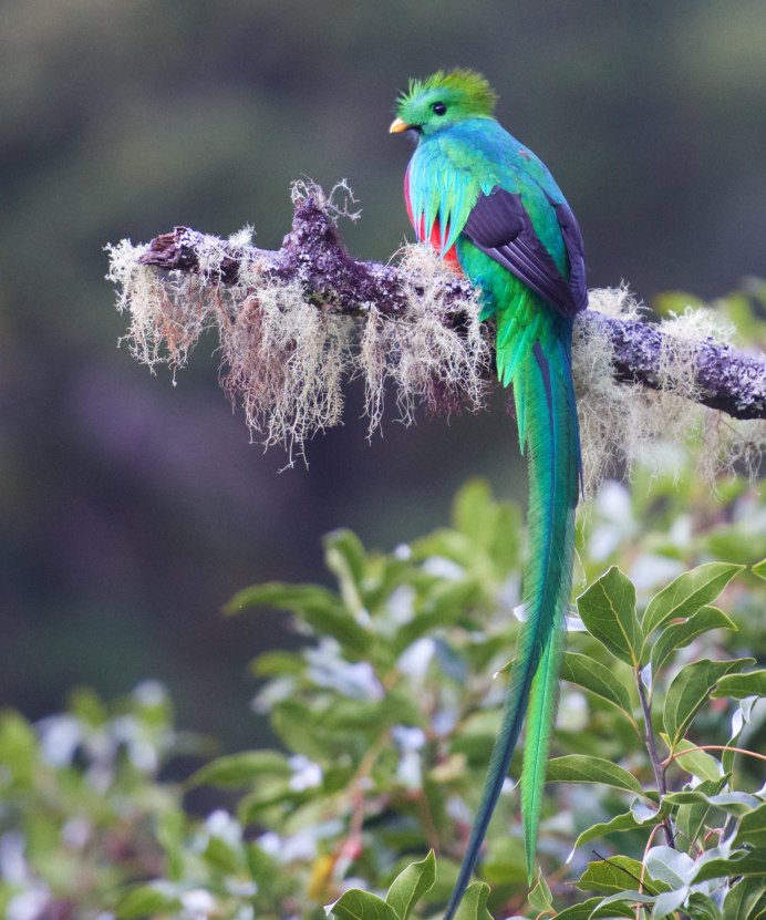 • Биосферный парк кетцаль Гватемала