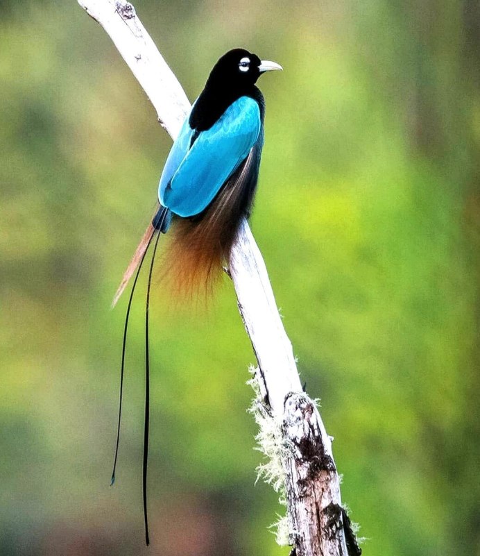 Изумрудная бронзовая Кукушка