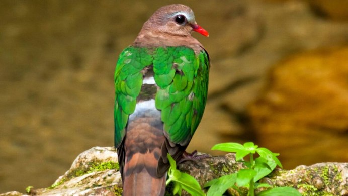 Андский туканет