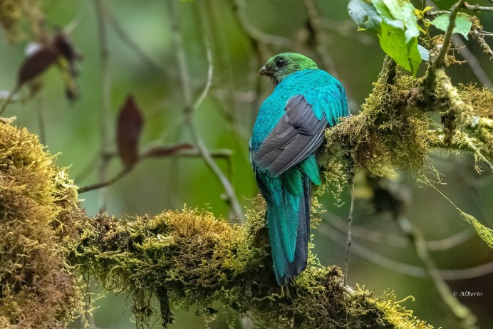 Синий Квезаль