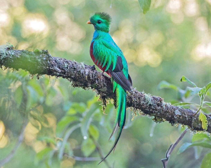 Изумрудный скворец