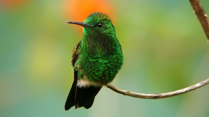 Пуэрториканский изумрудный Колибри
