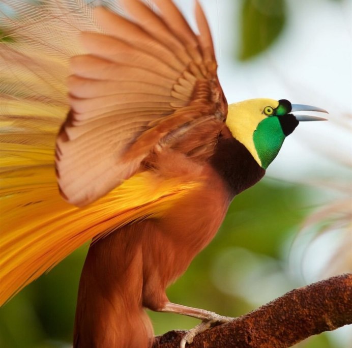 Гривистый голубь