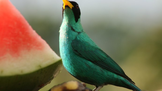 Птица Квезаль (кетцаль)