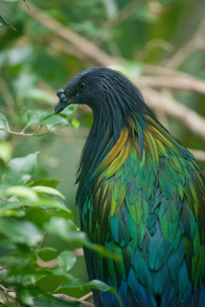 Изумруд изумруд изумруд