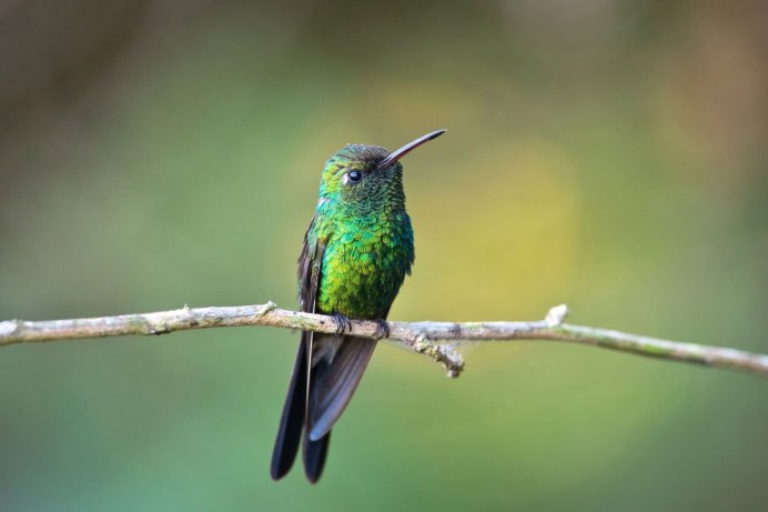 Райская лофорина