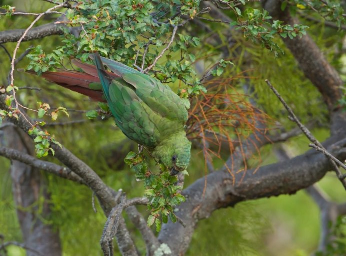 Утка Каюга Изумрудная