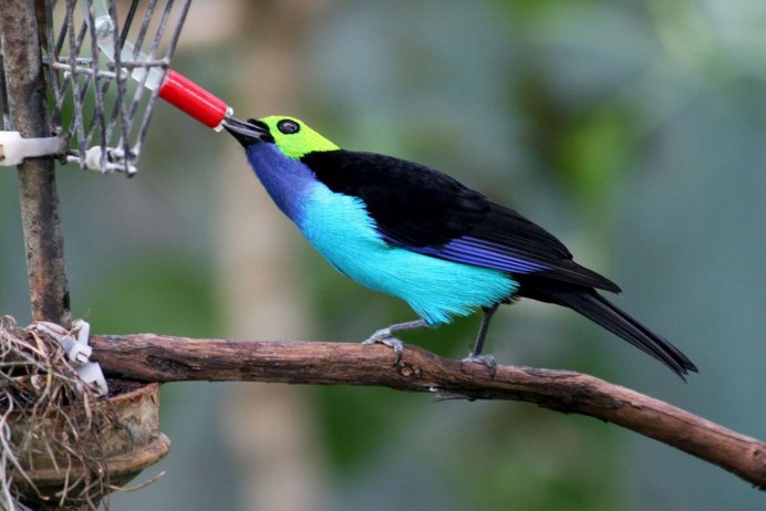 Топазный Колибри