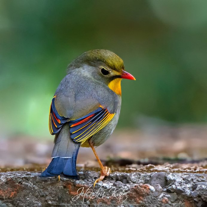Tufted Titmouse