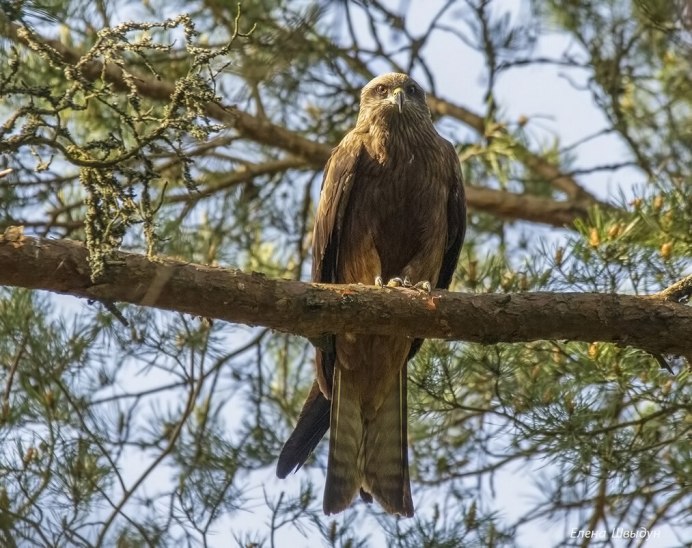 Черный Коршун Milvus Migrans