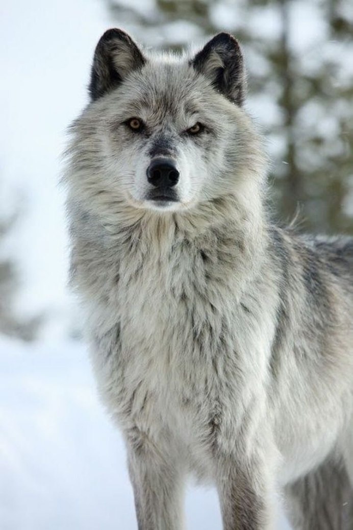 Волк canis Lupus