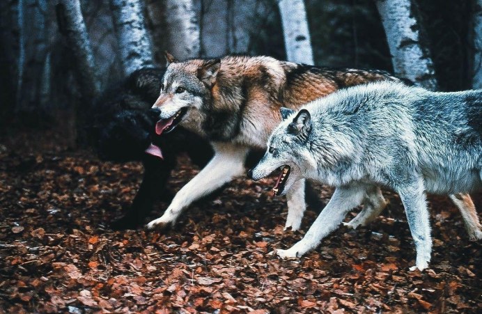 Color : Wolf Grey