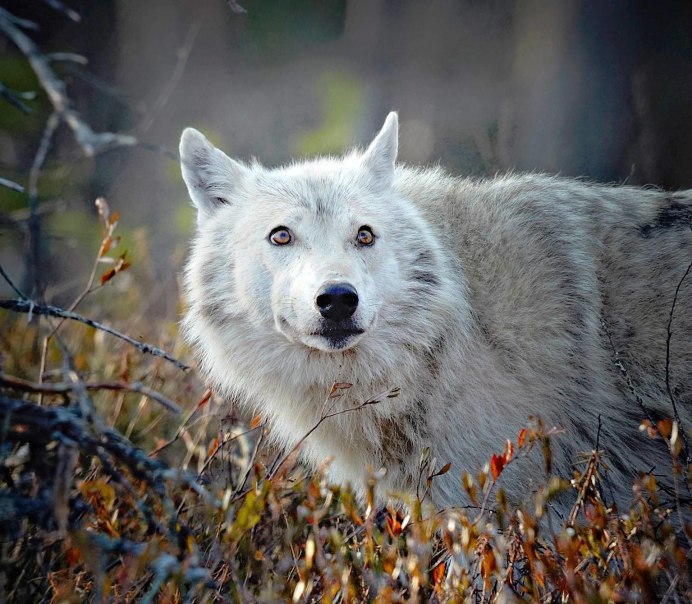 Серый волк canis Lupus