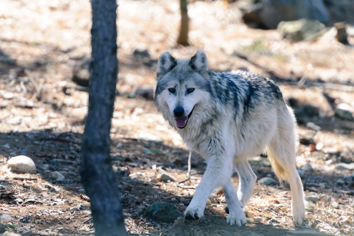 Canis Lupus tundrarum