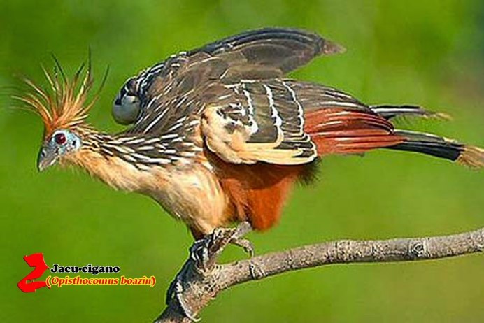 Hoatzin птица