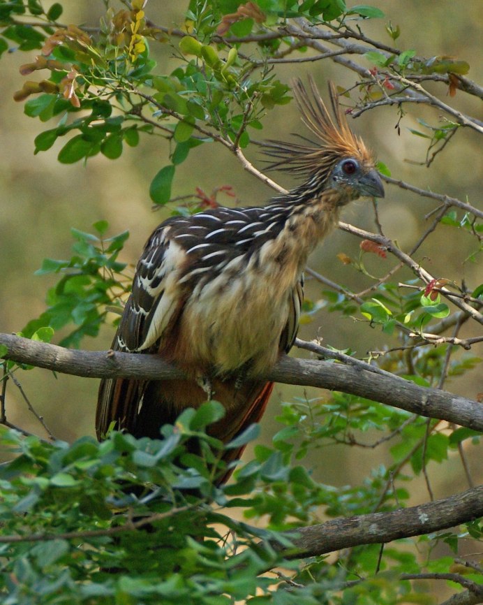 Opisthocomus hoazin