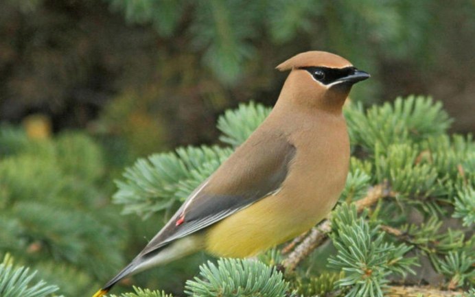 Свиристель обыкновенный (Bombycilla garrulus)