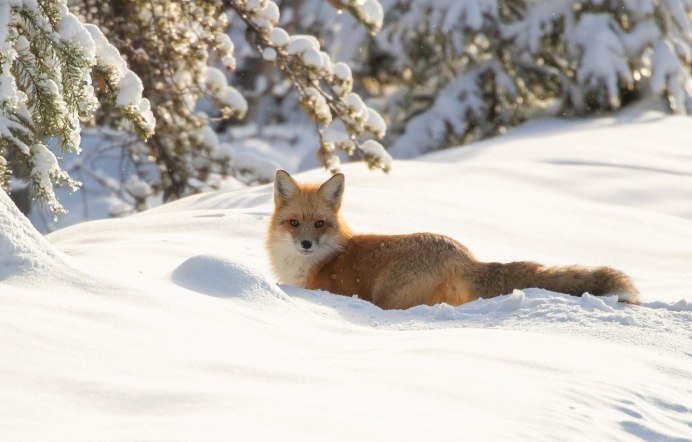 Песец (Alopex lagopus)
