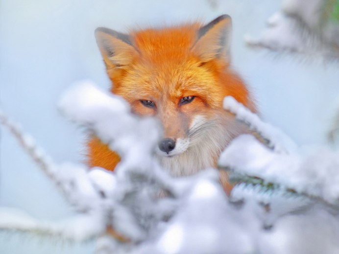 Снежный Лис