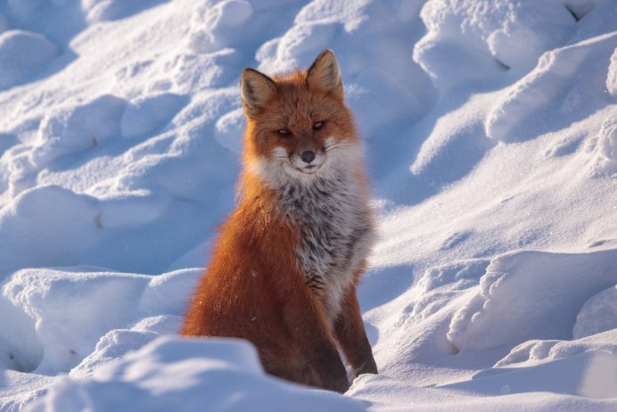 Песец (Alopex lagopus)