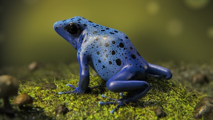 Голубой древолаз (dendrobates Azureus)