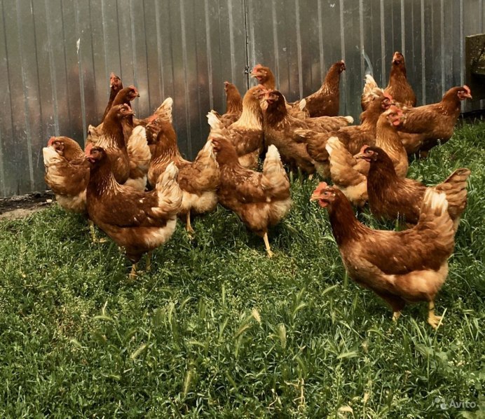 Кубанская Несушка петух