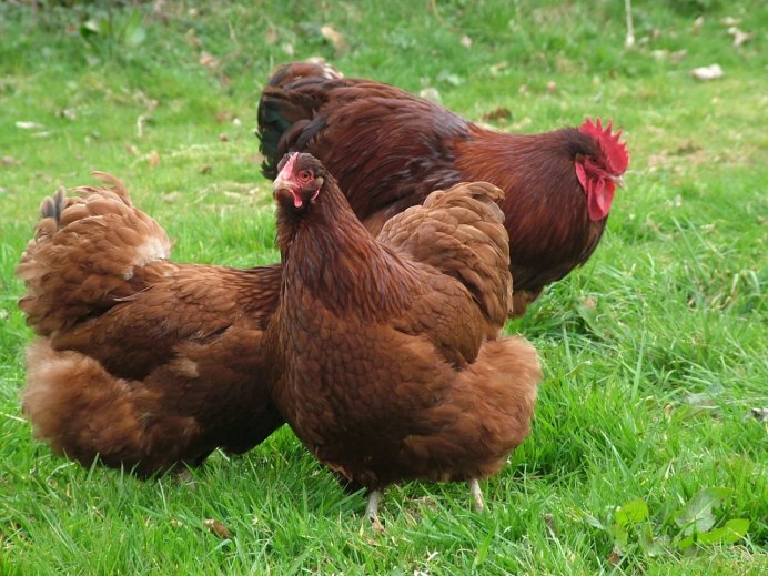 Куры несушки Кубанская красная