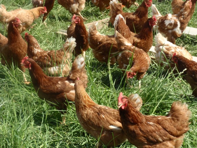 Кубанские куры несушки