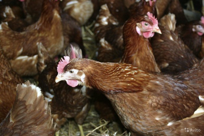 Куры в Щекино