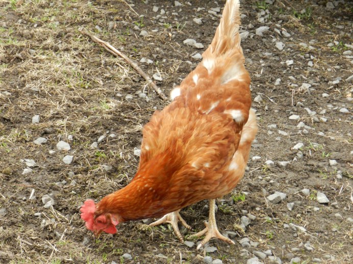 Несушки Ломан Браун