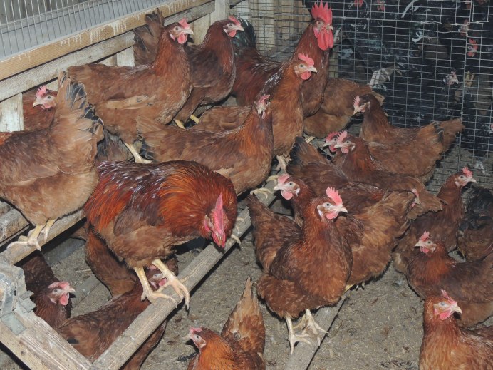 Ломан Браун и Кубанская красная