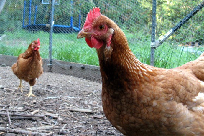 Красные куры несушки красная Кубанская