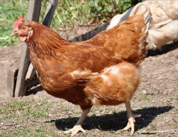 Петух породы родонит