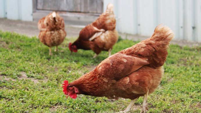 Куры несушки Кубанская красная