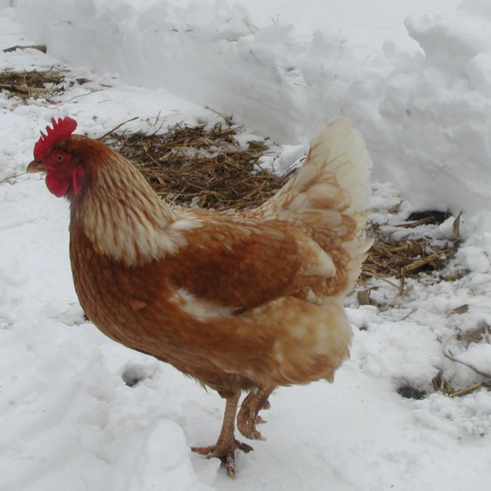 Шейвер Браун куры