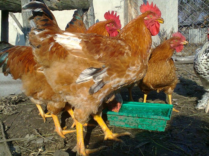 Нью-Гемпшир порода кур