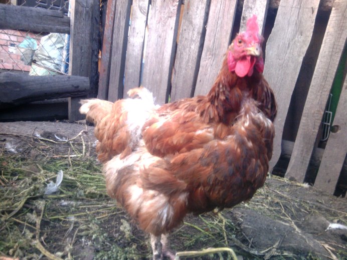 Куры красные Кубанские