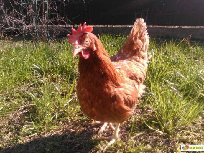 Куры в Красном Белгород расписание