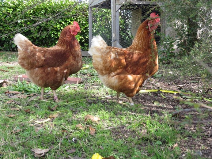 Несушка Хайсекс Браун