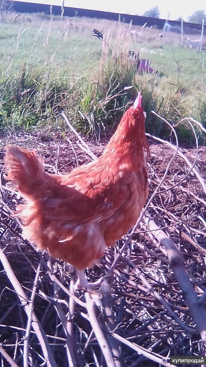 Несушка Ломан Браун родонит