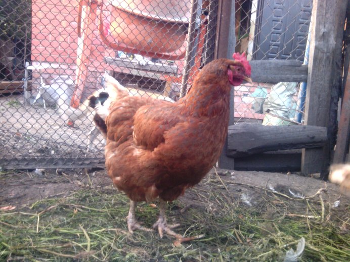 Орпингтоны куры