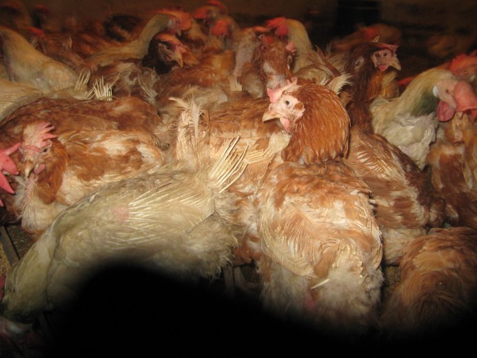 Несушка род Айленд красная