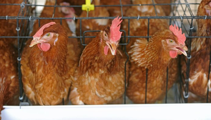 Леггорн и Ломан Браун